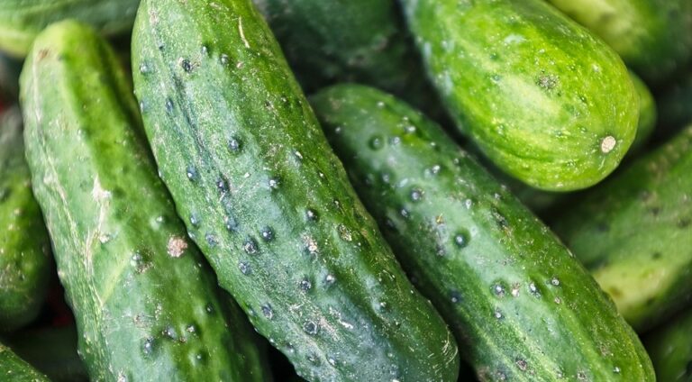 Кращі сорти огірків для відкритого ґрунту: 12 назв