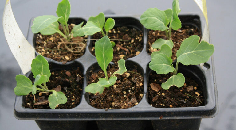 Місячний посівний календар на березень 2026: сприятливі дні для щедрого врожаю — Посівний календар на березень 2026