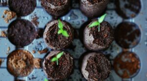 Місячний календар садівника на 2026 рік: сприятливі дні для посіву розсади. — посів розсади 2026