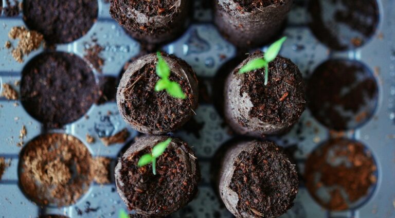 Місячний календар садівника на 2026 рік: сприятливі дні для посіву розсади. — посів розсади 2026