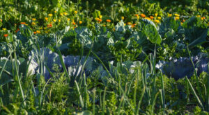 Місячний календар садівника: багатий врожай 2026 року — Місячний календар садівника 2026