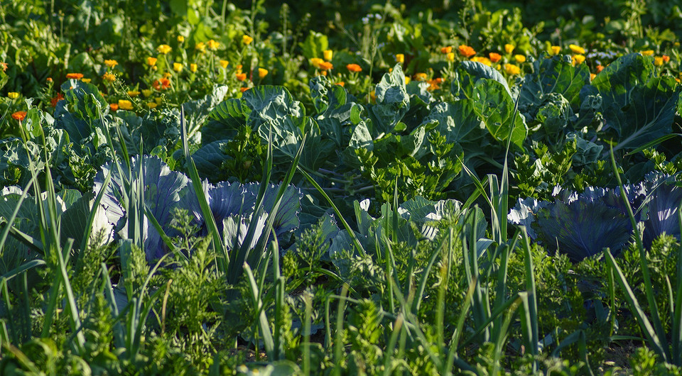 Місячний календар садівника: багатий врожай 2026 року — Місячний календар садівника 2026