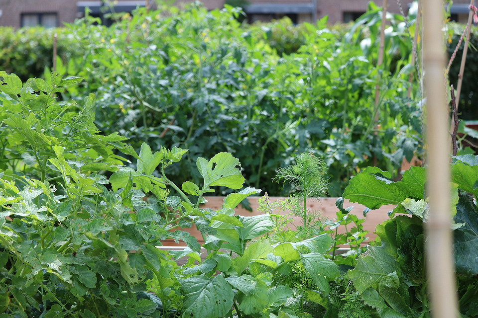 Детальний місячний календар для садівника на серпень 2024 року.