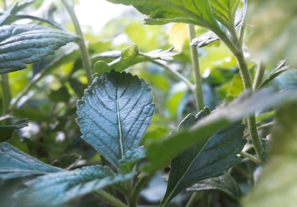 Місячний календар та поради для садівників на серпень 2024 року.