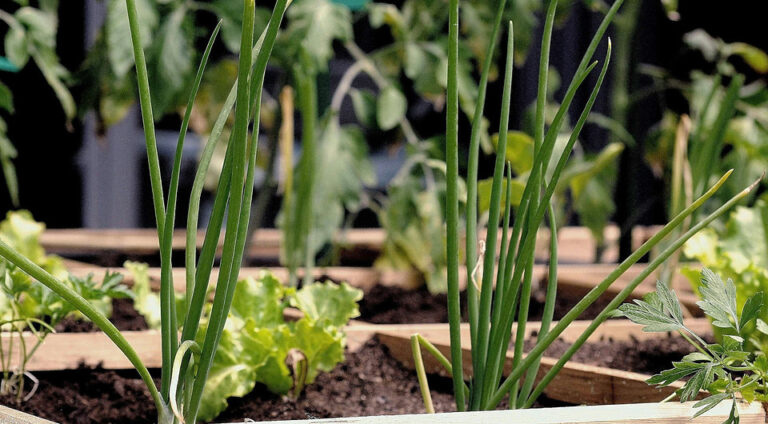 Місячний посівний календар на червень 2026: як отримати багатий врожай – Поради експертів — Місячний посівний календар н