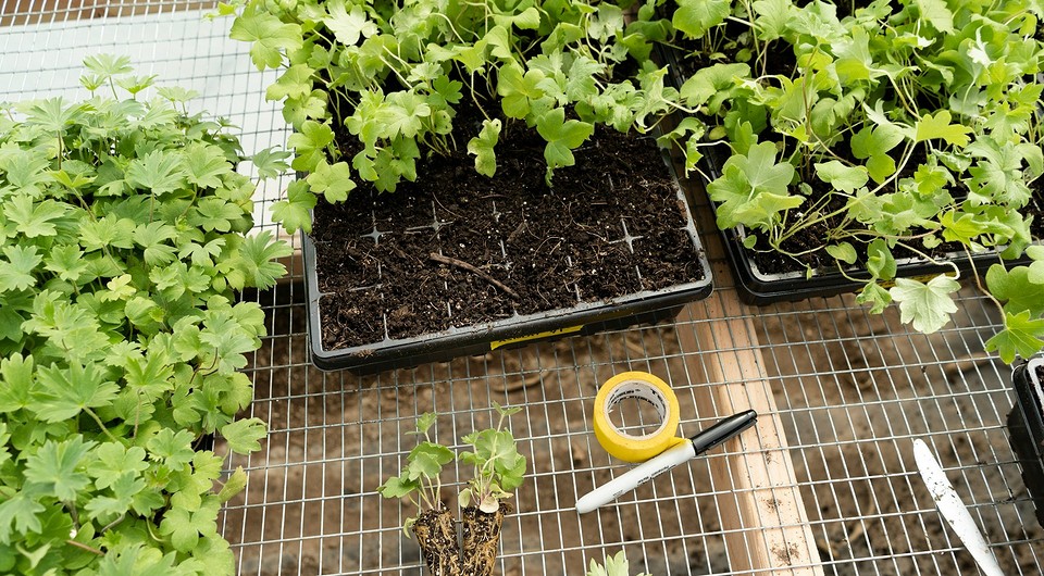 Місячний посівний календар на травень 2026: таблиця з сприятливими та несприятливими днями для робіт.