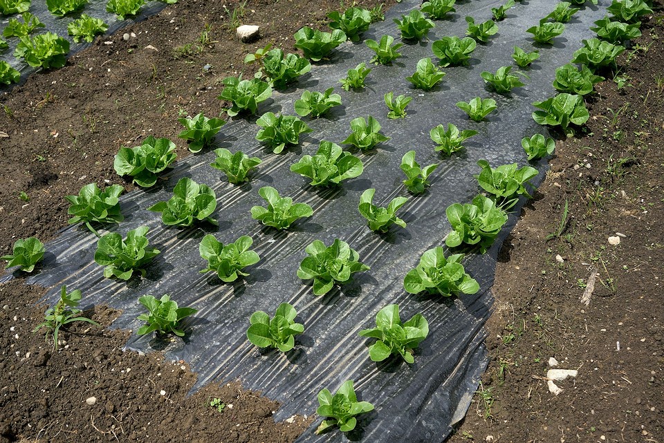 Місячний календар на травень 2026 року: перелік робіт, дозволених та заборонених у певні дні.