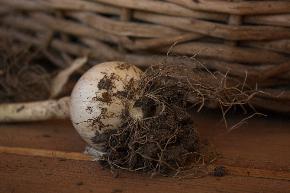 Місячний календар на вересень 2026: корисні поради для саду та городу, щоб отримати багатий урожай.