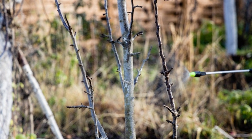 Мідний купорос для обробки дерев: захист саду від хвороб навесні та восени.