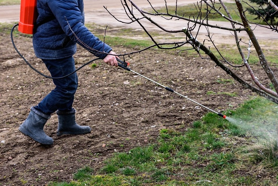 Безпечне використання мідного купоросу для обробки плодових дерев у вашому саду.