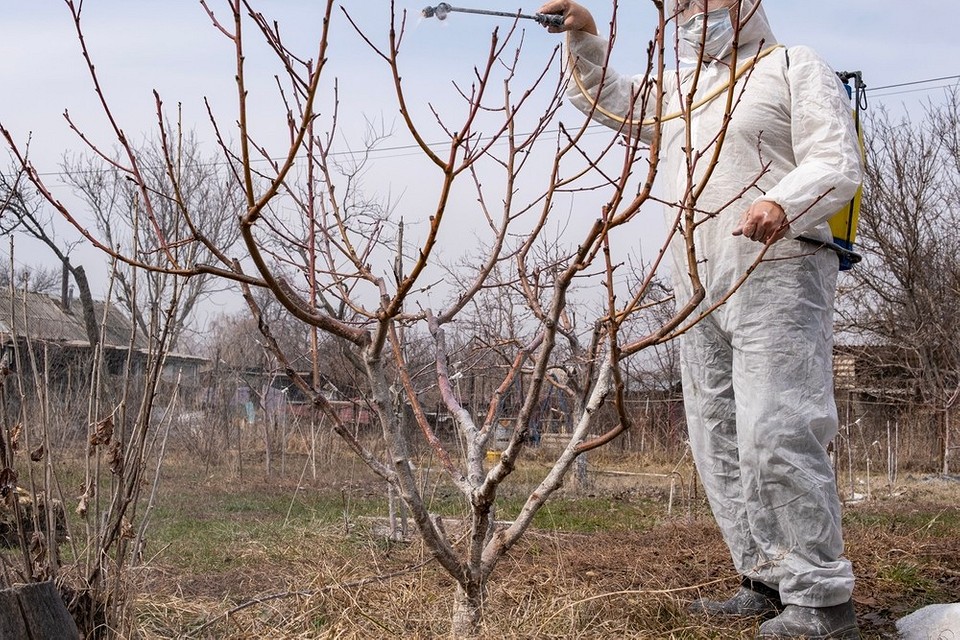 Ефективна обробка дерев мідним купоросом: як правильно приготувати розчин і обприскати сад.