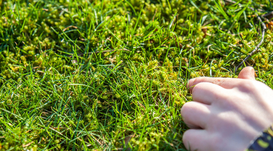 Мох на газоні: причини появи та ефективні методи видалення у 2026 році.