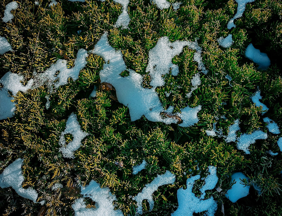 Підвищена вологість сприяє росту моху в теплиці: методи боротьби з проблемою у 2026