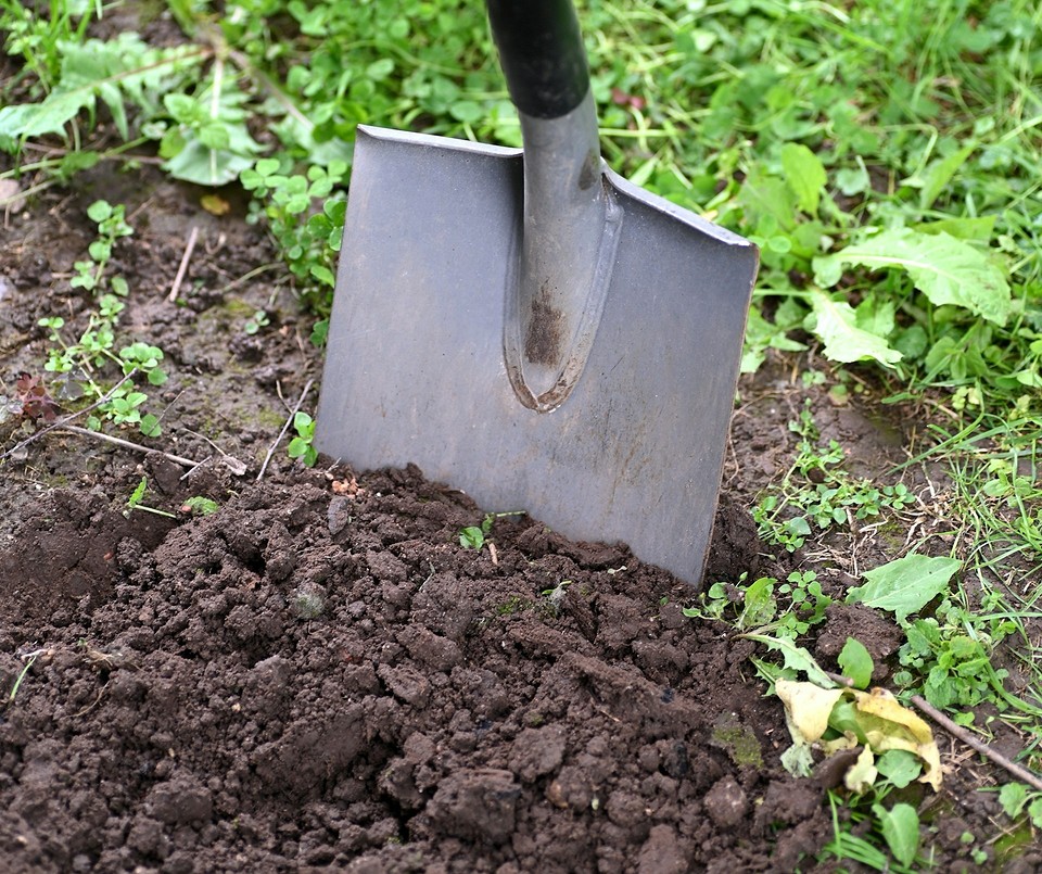 Мох в теплиці: причини появи, закислений ґрунт та погана вентиляція сприяють росту моху