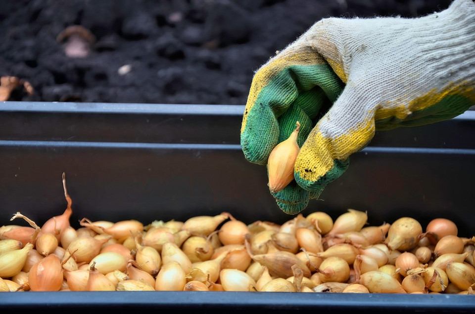 Догляд за озимою цибулею: мульчування та захист від морозів взимку