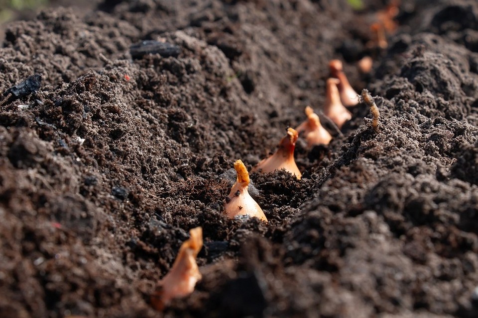 Посадка цибулі восени: правильна глибина та відстань між цибулинами