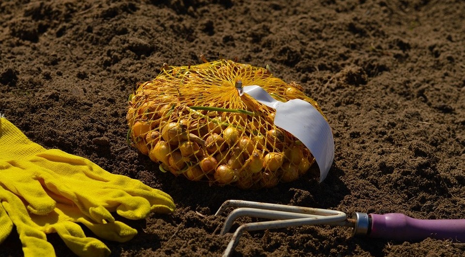 Посадка цибулі під зиму: вибір сорту та підготовка до осінньої посадки