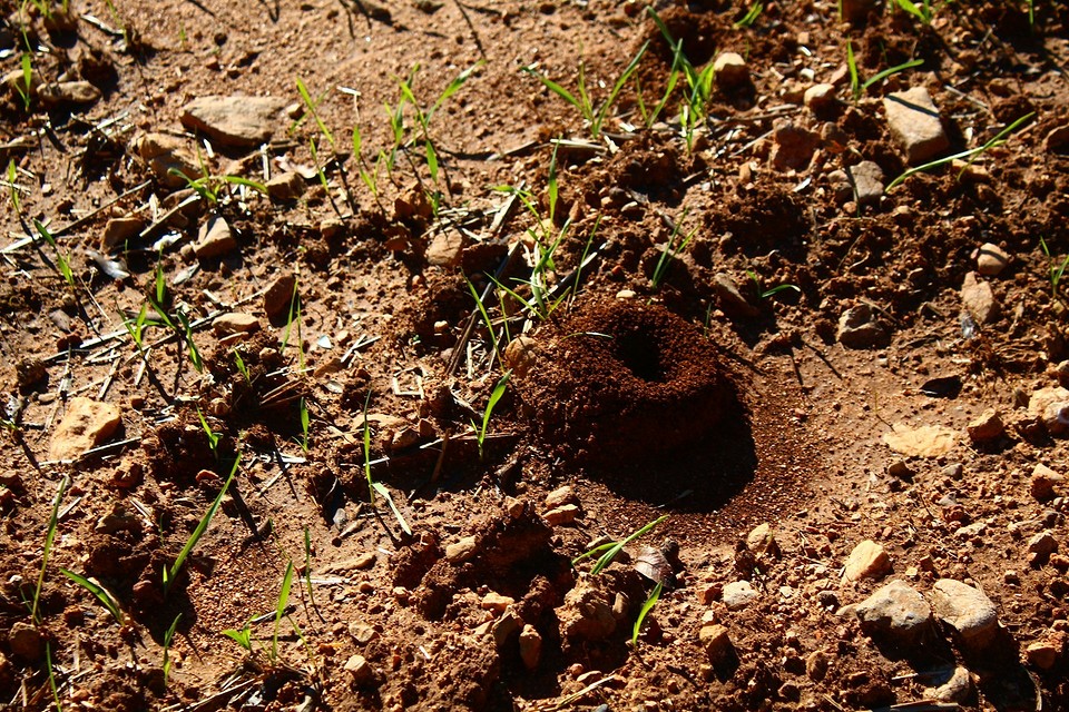 Як позбутися мурах в теплиці без хімікатів: екологічні способи боротьби.