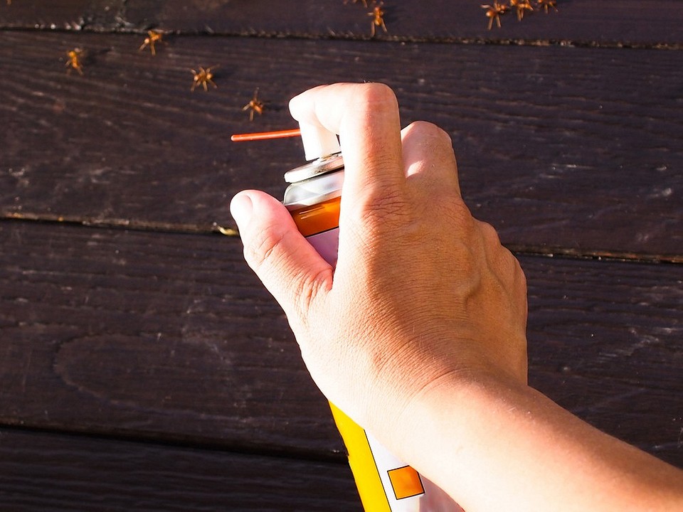 Як знайти мурашник в теплиці та ефективно його знищити: покрокова інструкція.