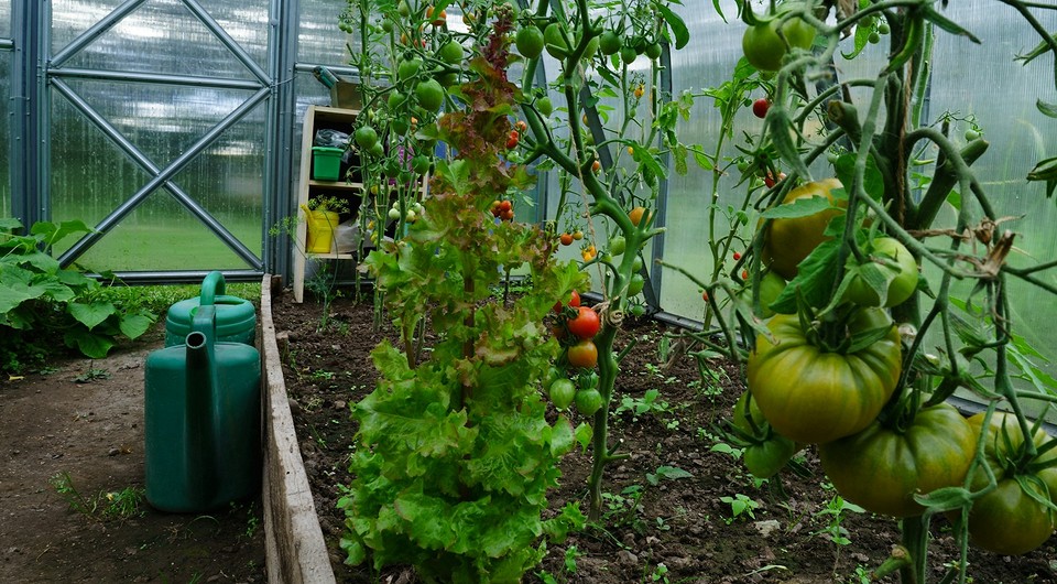 Мурахи в теплиці: як позбутися шкідників народними методами та захистити урожай.