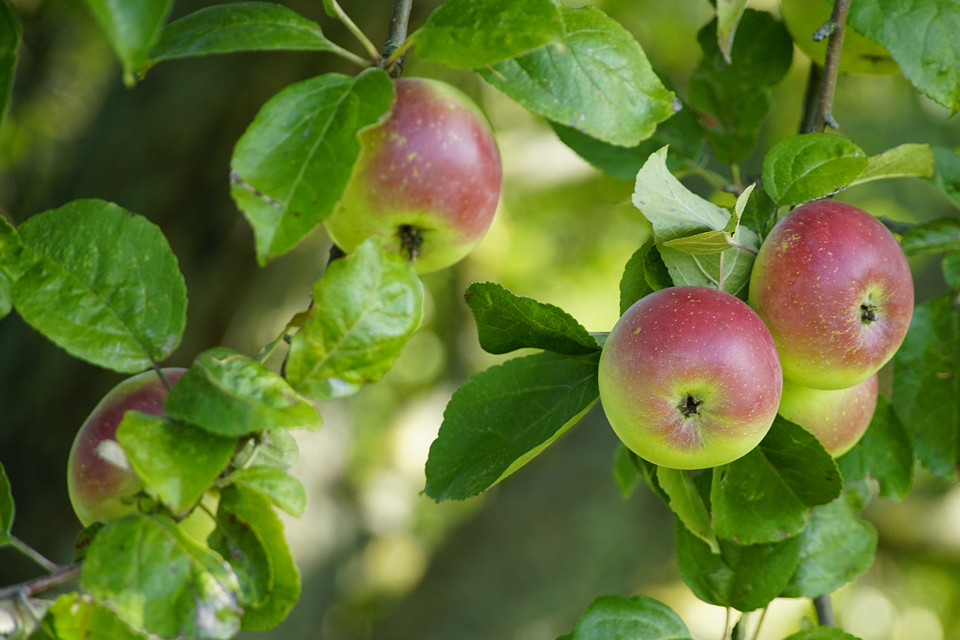 Специфіка дозрівання різних культур для українських садівників, збір врожаю 2026