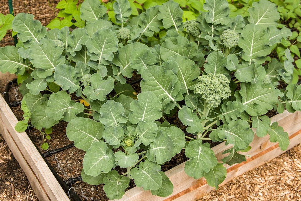 Як захистити рослини від шкідників у 2026: уникайте садити несумісні культури разом