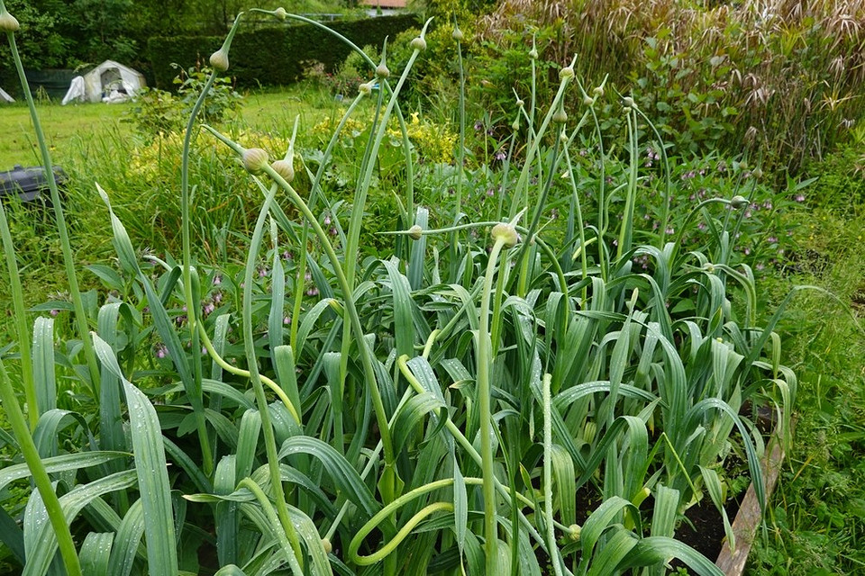 Збільшення врожаю у 2026 році: уникайте найгірших поєднань рослин на грядці