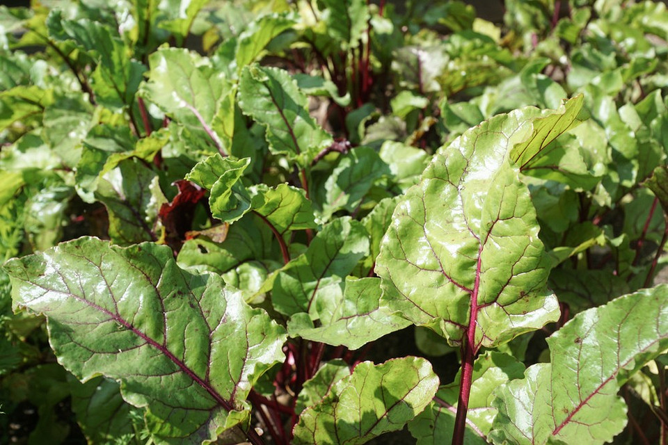Не саджайте ці культури поруч! Помилки в сівозміні у 2026 році та їх наслідки