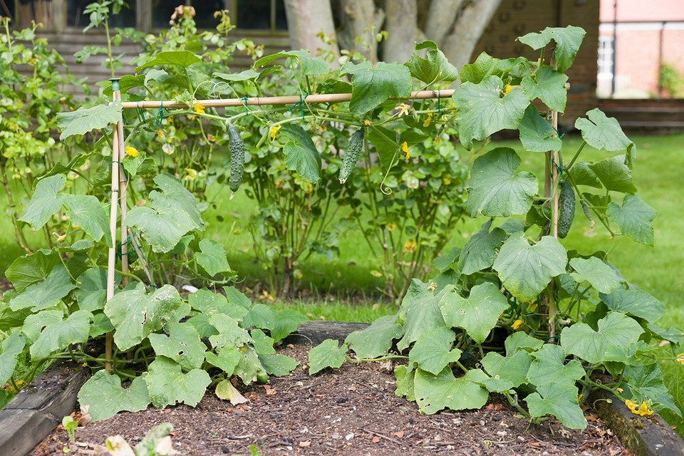 Найгірші поєднання рослин: плануйте сівозміну на 2026 рік, щоб захистити свій урожай