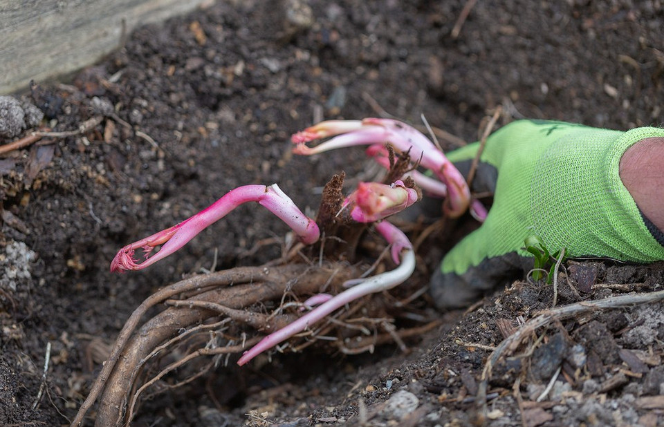 Зимова консервація дачі Підготовка дачі до зими включає захист саду, будинку та зберігання інвентарю.