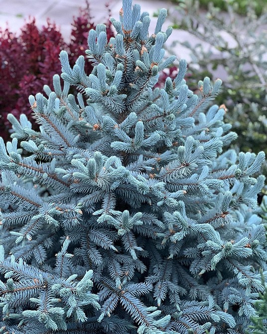 Дизайн саду з хвойною клумбою: створення затишного куточка