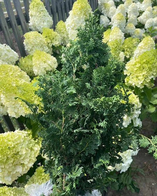 Ландшафтний дизайн з хвойними: елегантна клумба з туями, ялівцями та іншими вічнозеленими рослинами