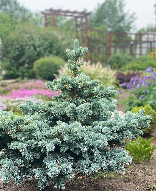 Ландшафтний дизайн з хвойною клумбою: сучасні ідеї 2026 року