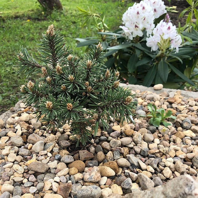 Варіант оформлення клумби з хвойними різних форм і розмірів для динамічного вигляду.