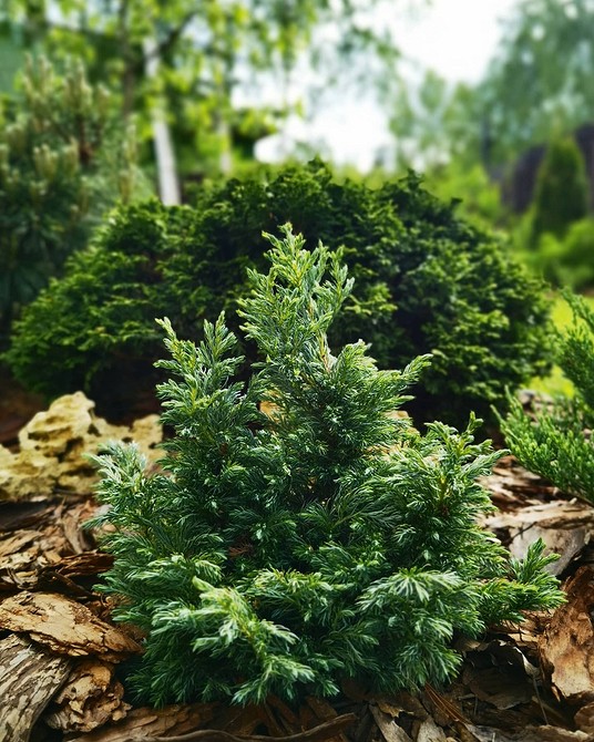 Дизайн клумби з хвойними рослинами та додаванням декоративних ліхтарів для освітлення вночі.