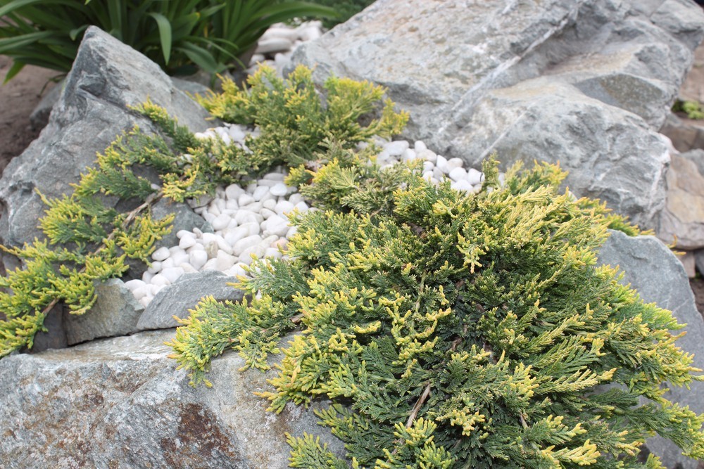 Приклад оформлення хвойної клумби: красиві ідеї для натхнення в саду