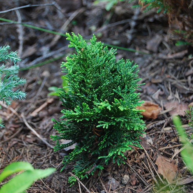 Клумба з хвойними рослинами: красиві ідеї для оформлення вашого саду, низькорослі хвойні