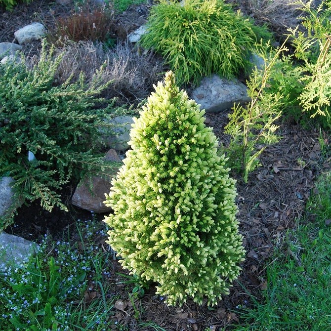 Клумба з хвойними та багаторічними рослинами: ідеальне поєднання для тривалого цвітіння.