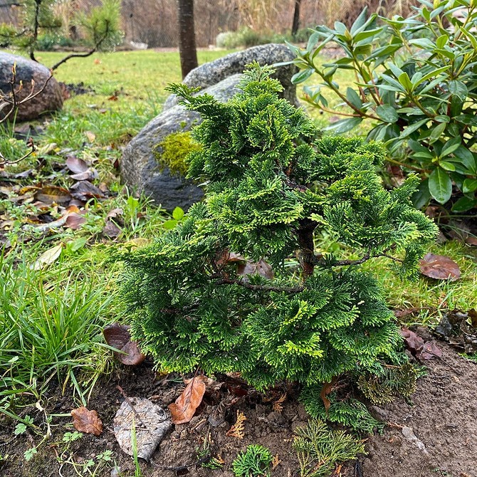 Клумба з засухостійкими хвойними рослинами, які не потребують частого поливу.