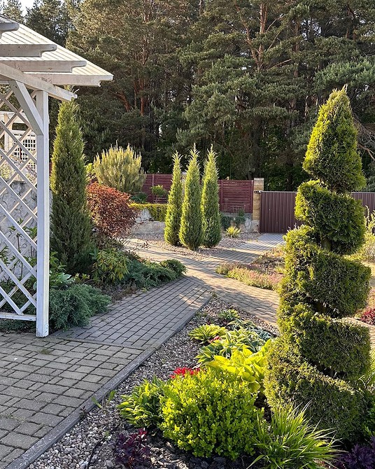 Клумба з хвойними рослинами: красиві ідеї та поєднання з іншими рослинами.