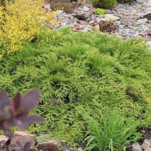 Хвойні акценти: створюємо гармонійну клумбу в саду (2026)