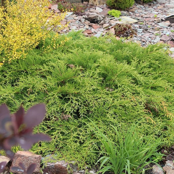 Клумба з хвойними рослинами та квітами: гармонійний дизайн для вашого саду в 2026 році.