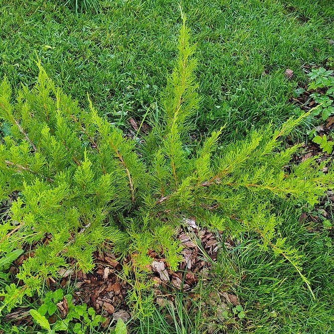 Клумба з хвойними, камінням і декоративними елементами для створення альпійського саду.