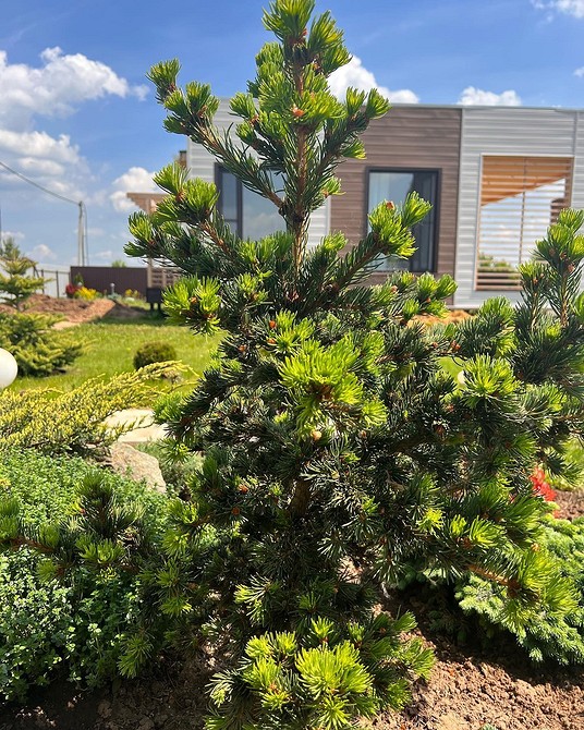 Клумба з хвойними рослинами в різних стилях ландшафтного дизайну