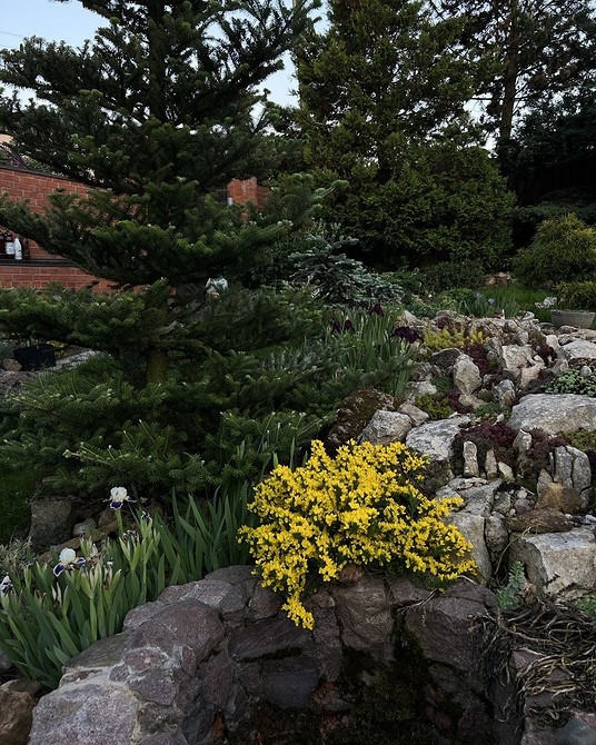 Ландшафтний дизайн 2026 Сучасний ландшафтний дизайн 2026 з хвойною клумбою: стильні рішення для вашого саду.