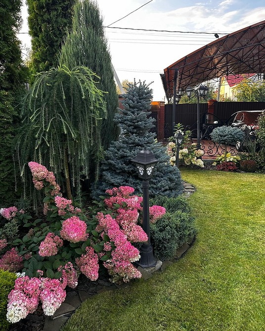 Клумба з хвойними рослинами в тіні: вибір тіньовитривалих видів для затишного саду.