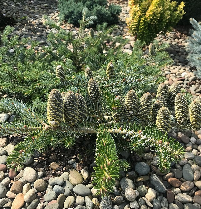 Клумба з хвойними рослинами в ландшафтному дизайні: поєднання з іншими рослинами