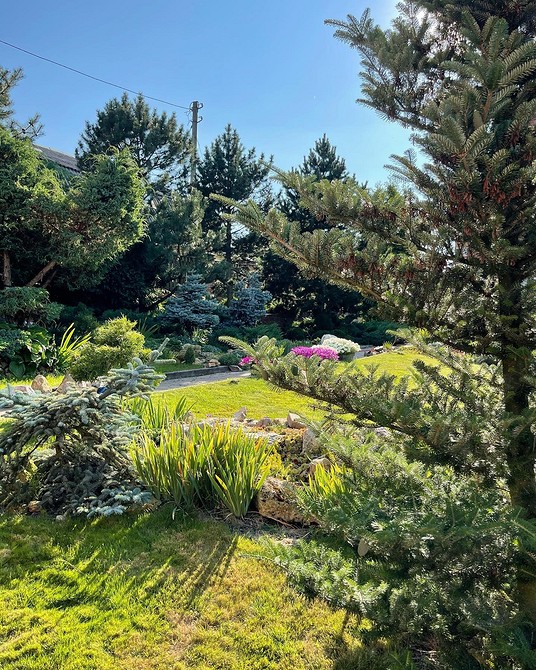 Клумба з невибагливими хвойними рослинами для легкого догляду