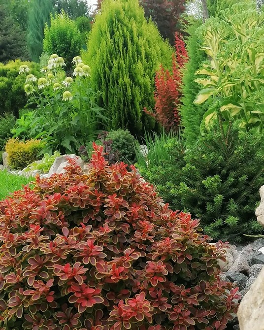 Хвойні та багаторічники Хвойна клумба з багаторічниками: невибагливі рослини для краси вашого саду цілий рік.