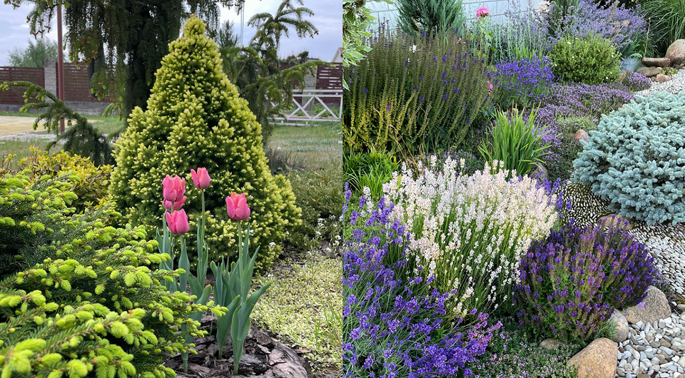 Клумба з хвойними рослинами: красиві ідеї та дизайн для вашого саду